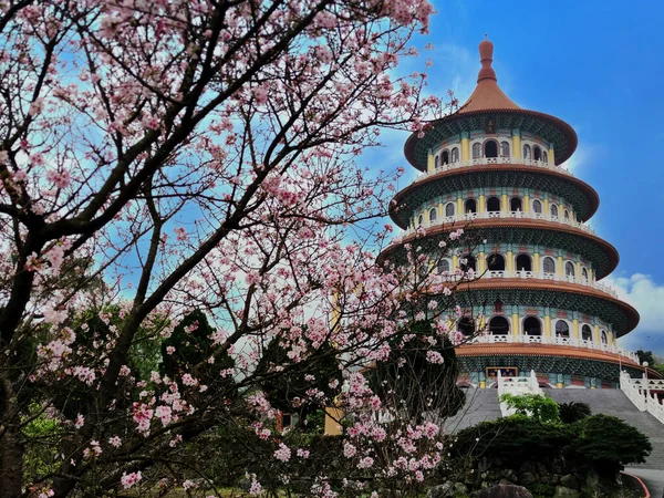 Den Vackra Sakura Trädgård Med Fin Himmel Taipei Taiwan Flera — Stockfoto
