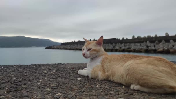 港湾都市のビーチにあるストリート猫 — ストック動画