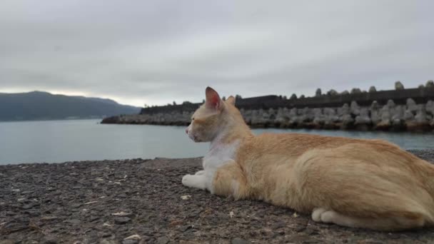 港湾都市のビーチにあるストリート猫 — ストック動画