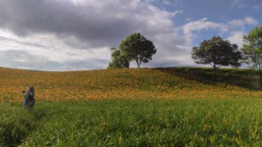 Chi Ke Shan (Chike Shan), Yuli, Hualien, Tayvan 'daki Güzel Kaplan Zambakları (Daylily) Bahçesi Manzarası