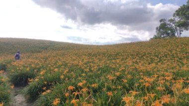Chi Ke Shan (Chike Shan), Yuli, Hualien, Tayvan 'daki Güzel Kaplan Zambakları (Daylily) Bahçesi Manzarası