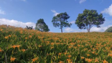Chi Ke Shan (Chike Shan), Yuli, Hualien, Tayvan 'daki Güzel Kaplan Zambakları (Daylily) Bahçesi Manzarası