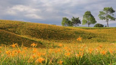 Chi Ke Shan (Chike Shan), Yuli, Hualien, Tayvan 'daki Güzel Kaplan Zambakları (Daylily) Bahçesi Manzarası