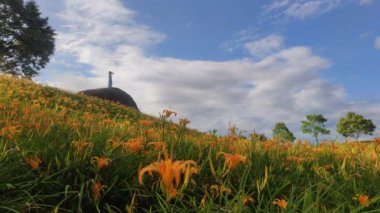 Chi Ke Shan (Chike Shan), Yuli, Hualien, Tayvan 'daki Güzel Kaplan Zambakları (Daylily) Bahçesi Manzarası