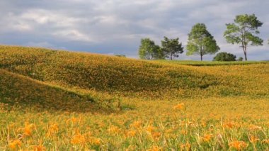 Chi Ke Shan (Chike Shan), Yuli, Hualien, Tayvan 'daki Güzel Kaplan Zambakları (Daylily) Bahçesi Manzarası