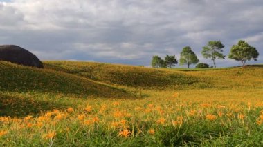Chi Ke Shan (Chike Shan), Yuli, Hualien, Tayvan 'daki Güzel Kaplan Zambakları (Daylily) Bahçesi Manzarası