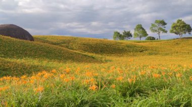 Chi Ke Shan (Chike Shan), Yuli, Hualien, Tayvan 'daki Güzel Kaplan Zambakları (Daylily) Bahçesi Manzarası