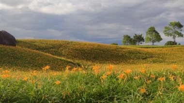 Chi Ke Shan (Chike Shan), Yuli, Hualien, Tayvan 'daki Güzel Kaplan Zambakları (Daylily) Bahçesi Manzarası