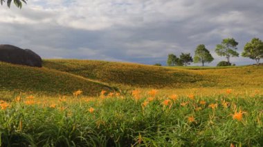 Chi Ke Shan (Chike Shan), Yuli, Hualien, Tayvan 'daki Güzel Kaplan Zambakları (Daylily) Bahçesi Manzarası