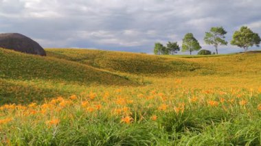 Chi Ke Shan (Chike Shan), Yuli, Hualien, Tayvan 'daki Güzel Kaplan Zambakları (Daylily) Bahçesi Manzarası