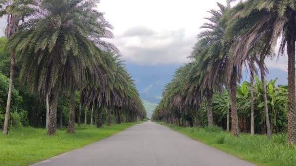 Kokosbomen Aan Zee Zomer Hualien Taiwan — Stockvideo