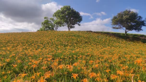 ของดอกล สวยงาม ดอกล กลางว สวนดอกไม บนเน นเขาของ Chi Shan Chike — วีดีโอสต็อก