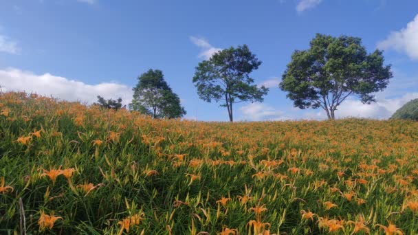 Landscape View Beautiful Tiger Lilies Daylily Κήπος Που Ανθίζει Στο — Αρχείο Βίντεο