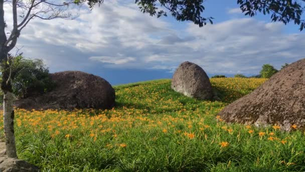 Widok Krajobrazu Pięknych Lilii Tygrysich Daylily Ogród Kwitnący Wzgórzu Chi — Wideo stockowe