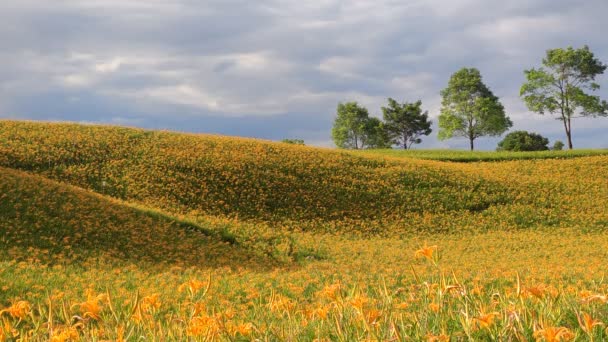Het Landschapsbeeld Van Mooie Tijgerlelies Daglelie Tuin Bloeiend Heuvel Van — Stockvideo