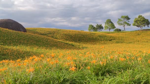 ของดอกล สวยงาม ดอกล กลางว สวนดอกไม บนเน นเขาของ Chi Shan Chike — วีดีโอสต็อก
