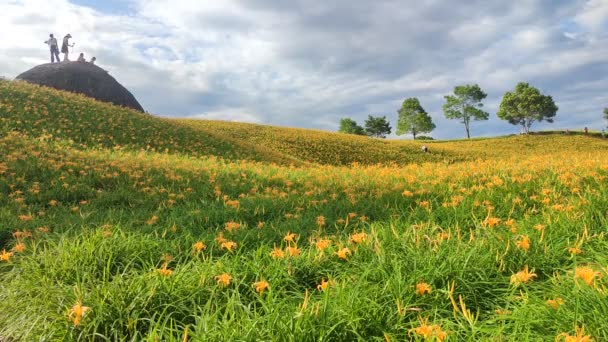 Landscape View Beautiful Tiger Lilies Daylily Κήπος Που Ανθίζει Στο — Αρχείο Βίντεο