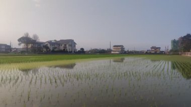 Tayvan 'ın Yilan ilçesinde nakledilen fidelerle dolu Paddy arazileri.