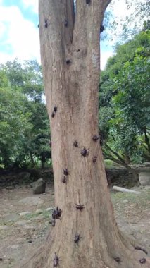 Gergedan Böceği Patlaması Tayvan 'da