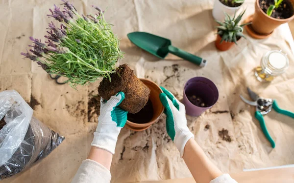 People Gardening Housework Concept Close Woman Gloves Planting Pot Flowers — Stockfoto