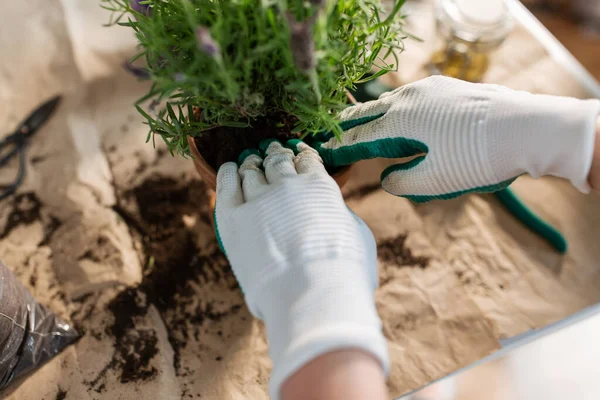 People Gardening Housework Concept Close Woman Gloves Planting Pot Flowers — Fotografia de Stock
