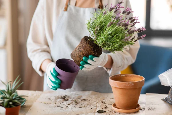 People Gardening Housework Concept Close Woman Gloves Planting Pot Flowers — 图库照片