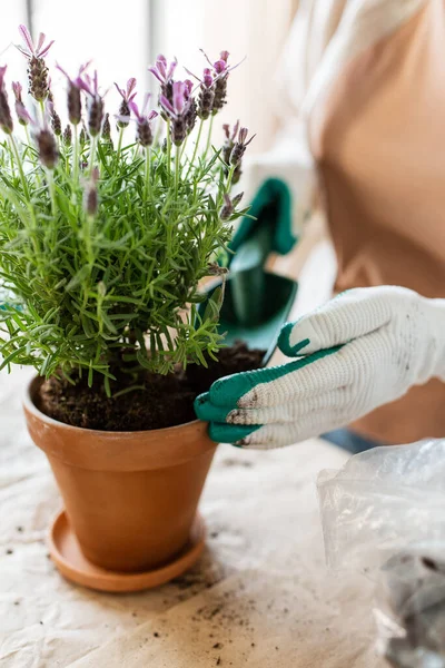 People Gardening Housework Concept Close Woman Gloves Planting Pot Flowers — Zdjęcie stockowe