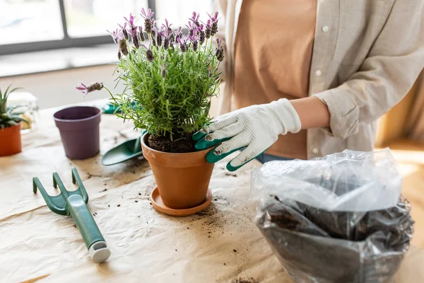 People Gardening Housework Concept Close Woman Gloves Planting Pot Flowers — Stockfoto