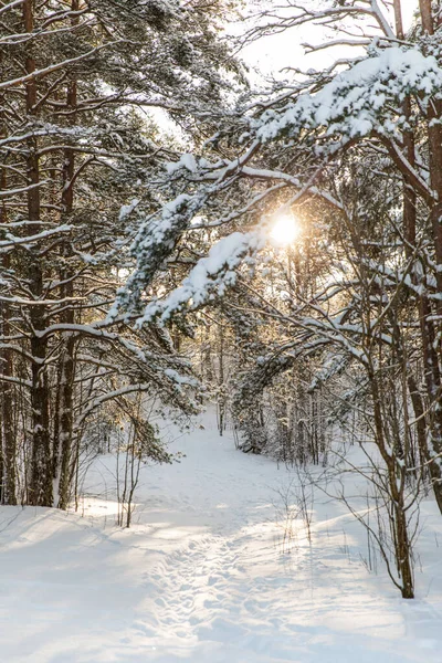 Nature Landscape Wildlife Concept Snowy Winter Forest Trodden Path Estonia — Stock Photo, Image