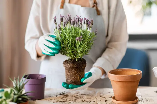 Mensen Tuinieren Huishoudelijk Werk Concept Close Van Vrouw Handschoenen Planten Stockfoto