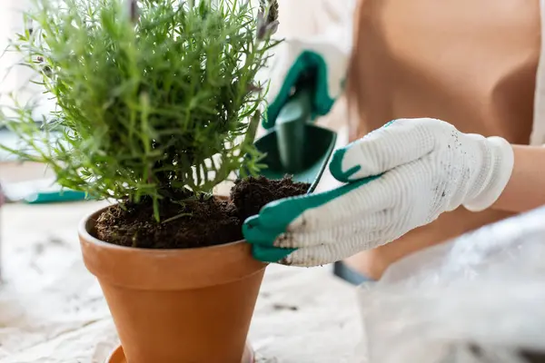 People Gardening Planting Concept Close Woman Gloves Trowel Pouring Soil — Fotografia de Stock