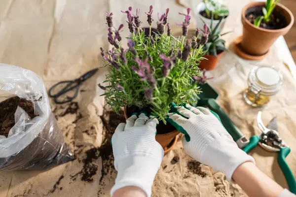 People Gardening Housework Concept Close Woman Gloves Planting Pot Flowers Fotos De Bancos De Imagens Sem Royalties