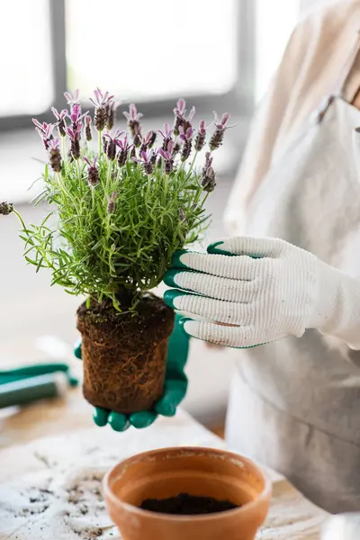 People Gardening Housework Concept Close Woman Gloves Planting Pot Flowers —  Fotos de Stock