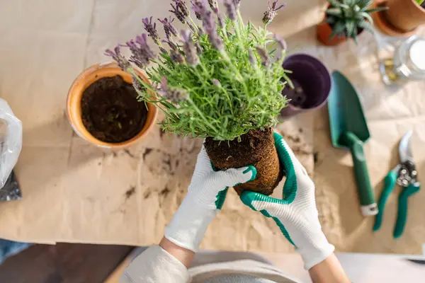 People Gardening Housework Concept Close Woman Gloves Planting Pot Flowers Zdjęcie Stockowe