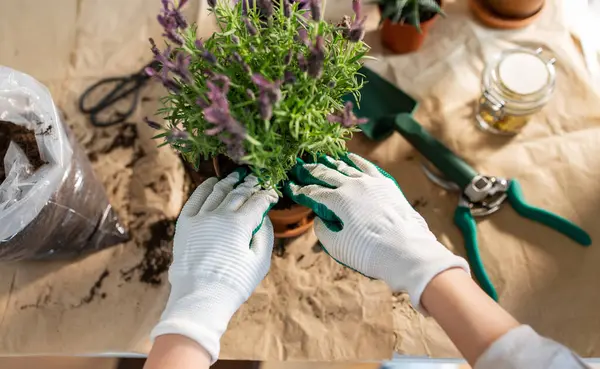 People Gardening Housework Concept Close Woman Gloves Planting Pot Flowers Imagem De Stock