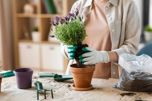 People Gardening Housework Concept Close Woman Gloves Planting Pot Flowers Imagem De Stock