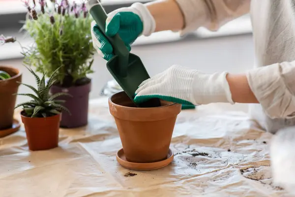 People Gardening Planting Concept Close Woman Gloves Trowel Pouring Soil Imagem De Stock