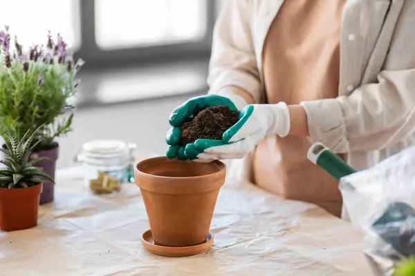 People Gardening Housework Concept Close Woman Gloves Pouring Soil Flower Fotos de stock libres de derechos