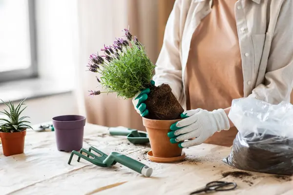 People Gardening Housework Concept Close Woman Gloves Planting Pot Flowers lizenzfreie Stockfotos