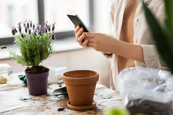 People Gardening Planting Concept Close Woman Smartphone Pot Flower Home Stockbild