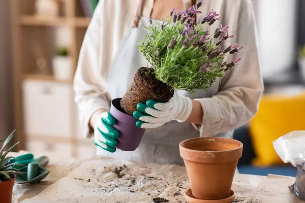 People Gardening Housework Concept Close Woman Gloves Planting Pot Flowers Jogdíjmentes Stock Fotók
