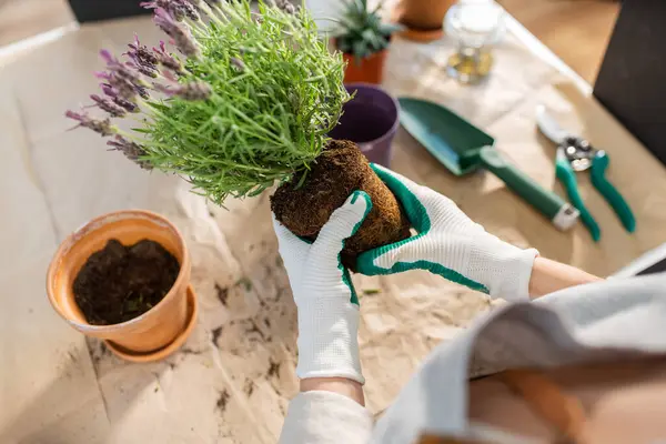 People Gardening Housework Concept Close Woman Gloves Planting Pot Flowers 免版税图库照片