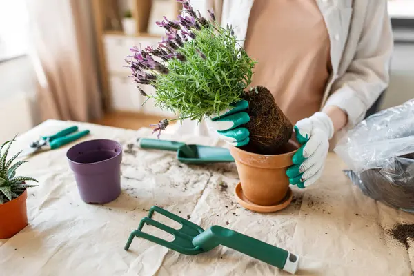 People Gardening Housework Concept Close Woman Gloves Planting Pot Flowers Stockbild