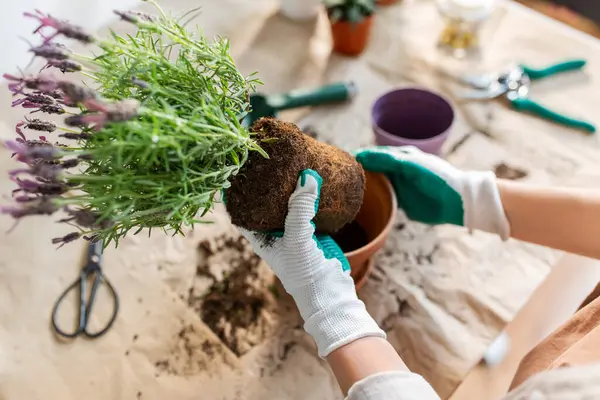 People Gardening Housework Concept Close Woman Gloves Planting Pot Flowers Imagen de stock