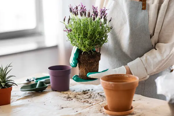 People Gardening Housework Concept Close Woman Gloves Planting Pot Flowers ロイヤリティフリーのストック画像