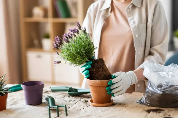People Gardening Housework Concept Close Woman Gloves Planting Pot Flowers Royalty Free Stock Images
