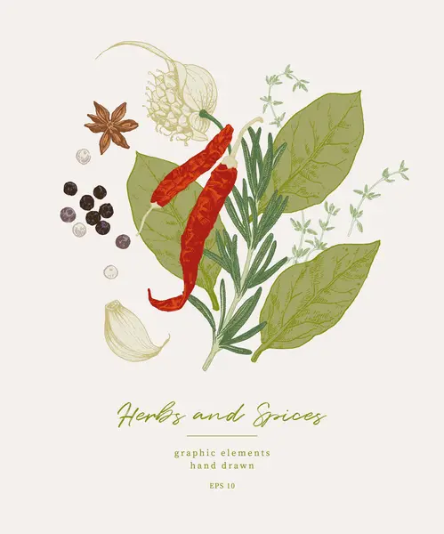 Illustrazioni Disegnate Mano Spezie Erbe Culinarie Elementi Grafici Progettazione Libri Vettoriale Stock