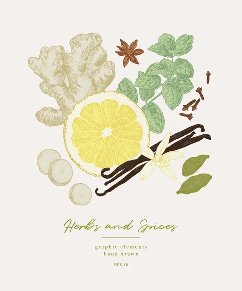 Illustrazioni Disegnate Mano Spezie Erbe Culinarie Elementi Grafici Progettazione Libri Illustrazione Stock