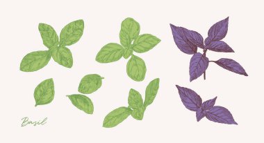 Fesleğen otu elle çizilmiş. Yemek kitabı tasarımı, restoran menüsü ve yemek tarifleri için grafik öğeler. Botanik illüstrasyon