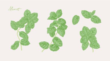 Nane bitkisinin el çizimi. Yemek kitabı tasarımı, restoran menüsü ve yemek tarifleri için grafik öğeler. Botanik illüstrasyon